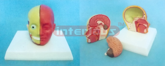 MIDDLE HEAD MODEL WITH HALF BRAIN (3PCS)